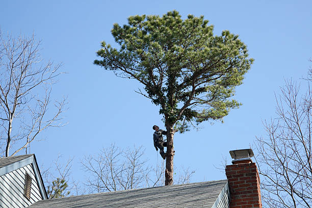 Best Tree Maintenance Programs  in Dayton, OH